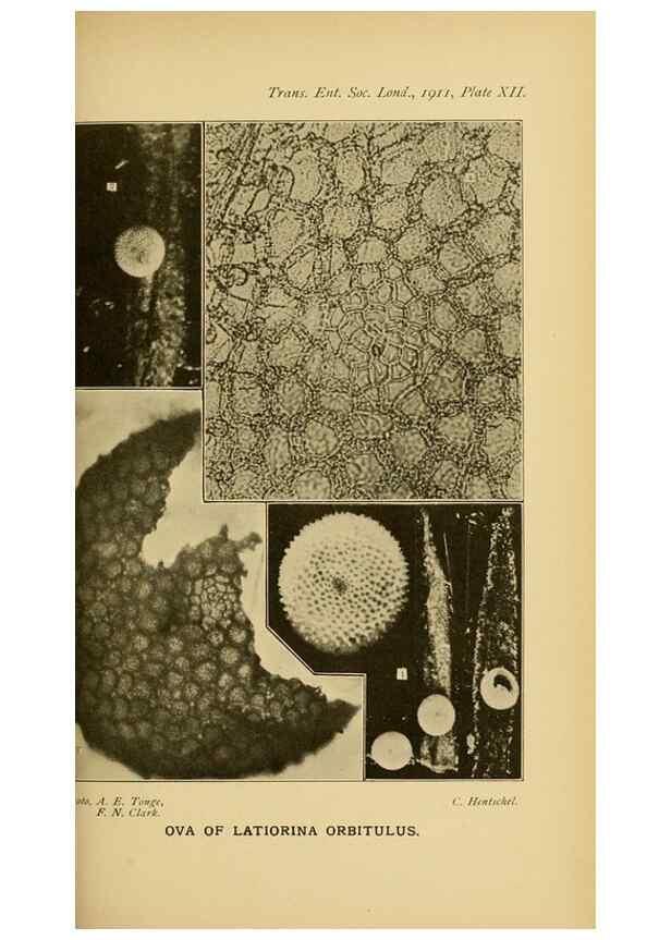 Reproducción/Reproduction 48683923887: Transactions of the Entomological Society of London.. London,The Society.. 