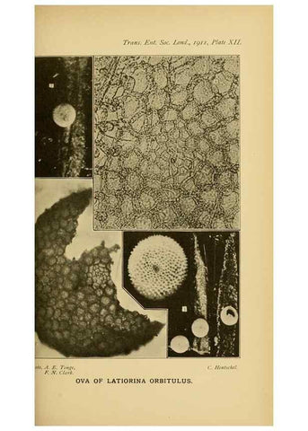 Reproducción/Reproduction 48683923887: Transactions of the Entomological Society of London.. London,The Society.. 