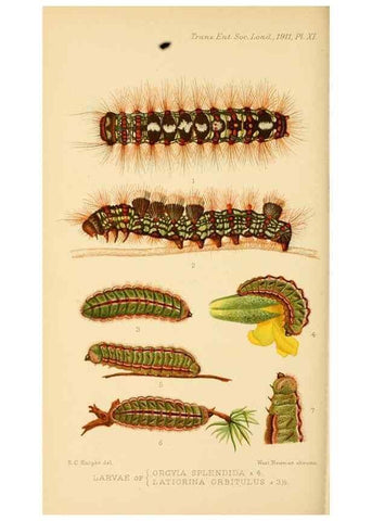 Reproducción/Reproduction 48683923487: Transactions of the Entomological Society of London.. London,The Society.. 