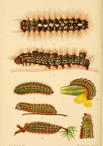 Reproducción/Reproduction 48683923487: Transactions of the Entomological Society of London.. London,The Society.. 