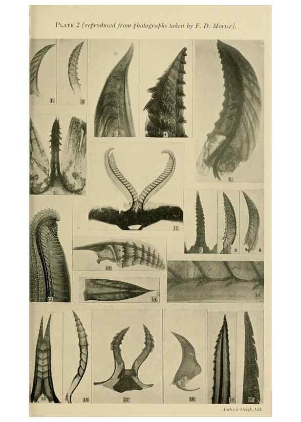 Reproducción/Reproduction 48683405513: Transactions of the Entomological Society of London.. London,The Society.. 