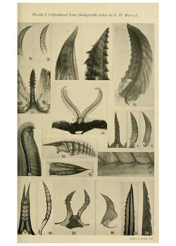 Reproducción/Reproduction 48683405513: Transactions of the Entomological Society of London.. London,The Society.. 