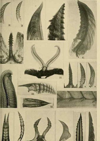 Reproducción/Reproduction 48683405513: Transactions of the Entomological Society of London.. London,The Society.. 