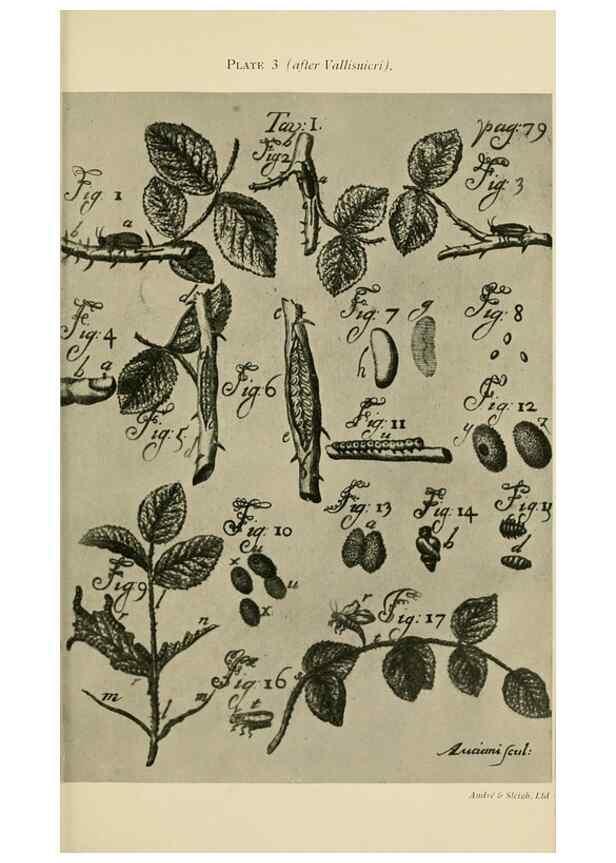 Reproducción/Reproduction 48683405833: Transactions of the Entomological Society of London.. London,The Society.. 