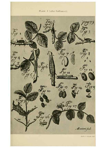 Reproducción/Reproduction 48683405833: Transactions of the Entomological Society of London.. London,The Society.. 