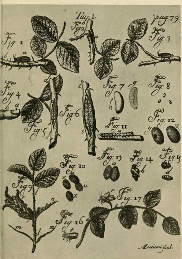 Reproducción/Reproduction 48683405833: Transactions of the Entomological Society of London.. London,The Society.. 