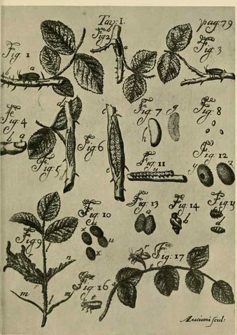 Reproducción/Reproduction 48683405833: Transactions of the Entomological Society of London.. London,The Society.. 