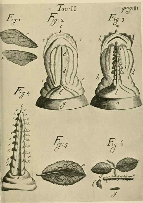 Reproducción/Reproduction 48683918287: Transactions of the Entomological Society of London.. London,The Society.. 