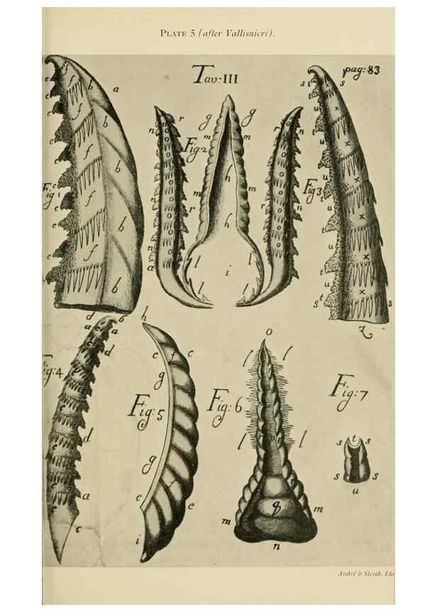 Reproducción/Reproduction 48683406683: Transactions of the Entomological Society of London.. London,The Society.. 