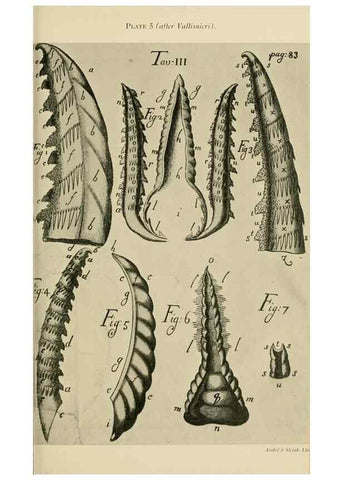 Reproducción/Reproduction 48683406683: Transactions of the Entomological Society of London.. London,The Society.. 