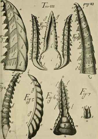 Reproducción/Reproduction 48683406683: Transactions of the Entomological Society of London.. London,The Society.. 