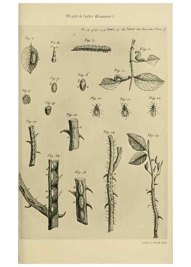 Reproducción/Reproduction 48683745611: Transactions of the Entomological Society of London.. London,The Society.. 