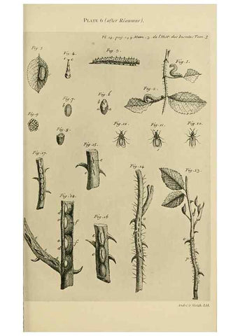 Reproducción/Reproduction 48683745611: Transactions of the Entomological Society of London.. London,The Society.. 
