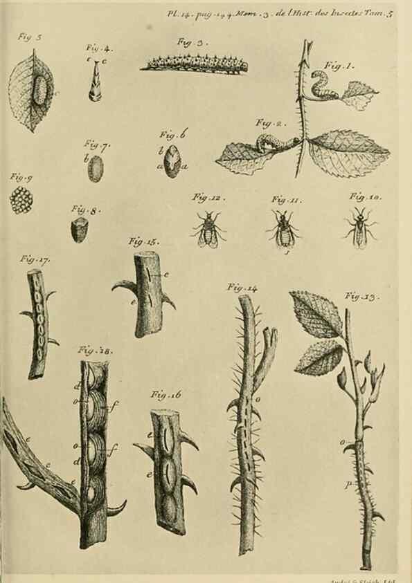 Reproducción/Reproduction 48683745611: Transactions of the Entomological Society of London.. London,The Society.. 
