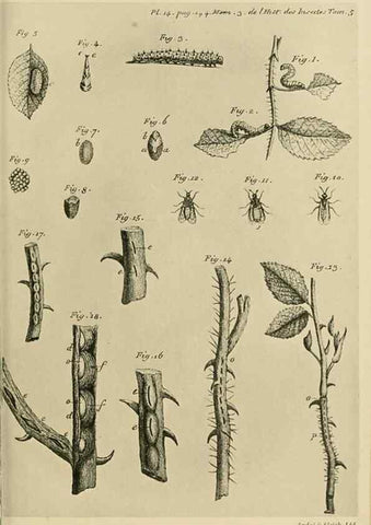 Reproducción/Reproduction 48683745611: Transactions of the Entomological Society of London.. London,The Society.. 