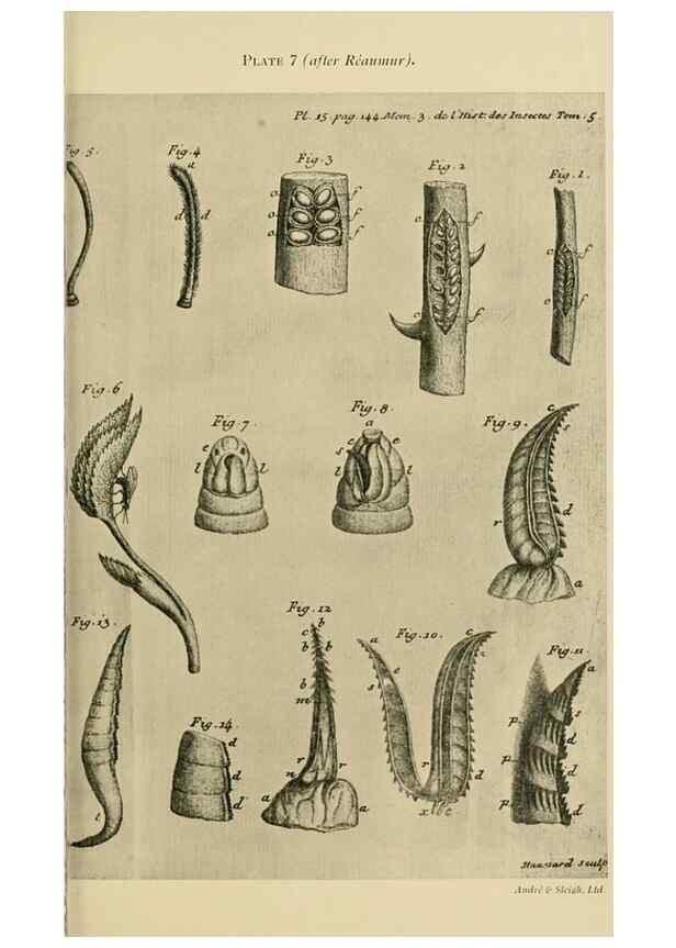 Reproducción/Reproduction 48683745956: Transactions of the Entomological Society of London.. London,The Society.. 