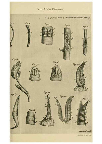 Reproducción/Reproduction 48683745956: Transactions of the Entomological Society of London.. London,The Society.. 