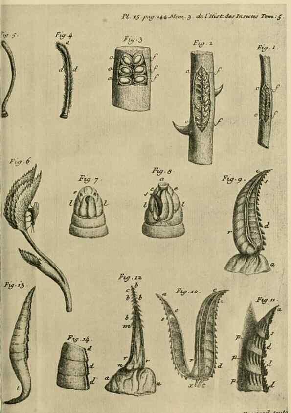 Reproducción/Reproduction 48683745956: Transactions of the Entomological Society of London.. London,The Society.. 