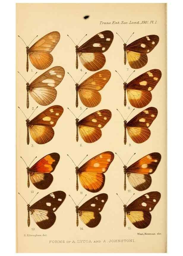 Reproducción/Reproduction 48683407743: Transactions of the Entomological Society of London.. London,The Society.. 