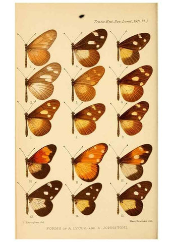 Reproducción/Reproduction 48683407743: Transactions of the Entomological Society of London.. London,The Society.. 