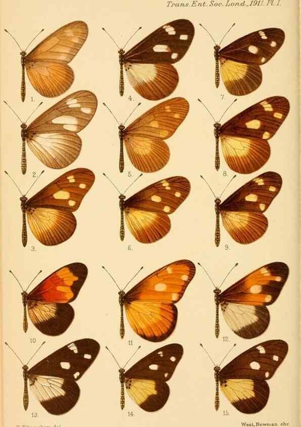 Reproducción/Reproduction 48683407743: Transactions of the Entomological Society of London.. London,The Society.. 