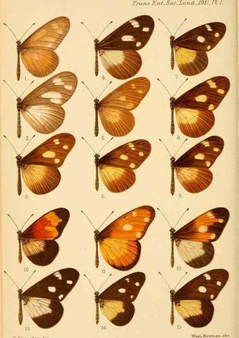 Reproducción/Reproduction 48683407743: Transactions of the Entomological Society of London.. London,The Society.. 