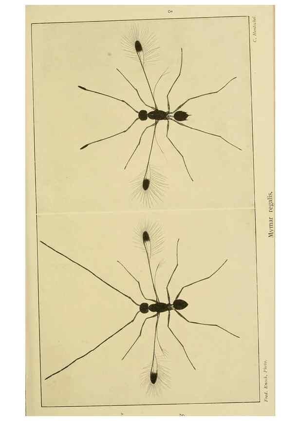 Reproducción/Reproduction 48683404763: Transactions of the Entomological Society of London.. London,The Society.. 