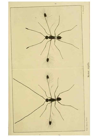 Reproducción/Reproduction 48683404763: Transactions of the Entomological Society of London.. London,The Society.. 