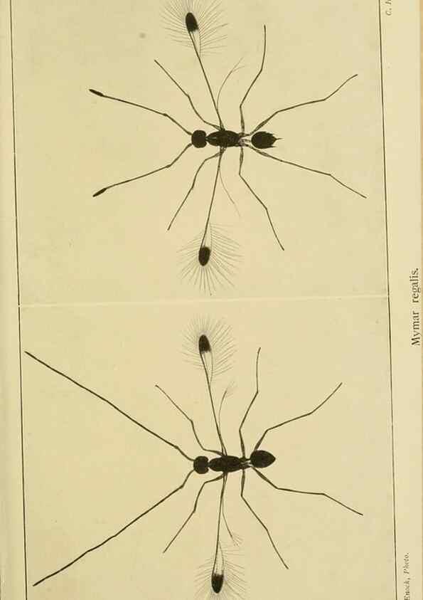 Reproducción/Reproduction 48683404763: Transactions of the Entomological Society of London.. London,The Society.. 