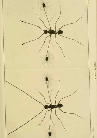 Reproducción/Reproduction 48683404763: Transactions of the Entomological Society of London.. London,The Society.. 