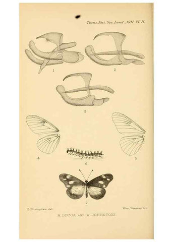 Reproducción/Reproduction 48683920207: Transactions of the Entomological Society of London.. London,The Society.. 