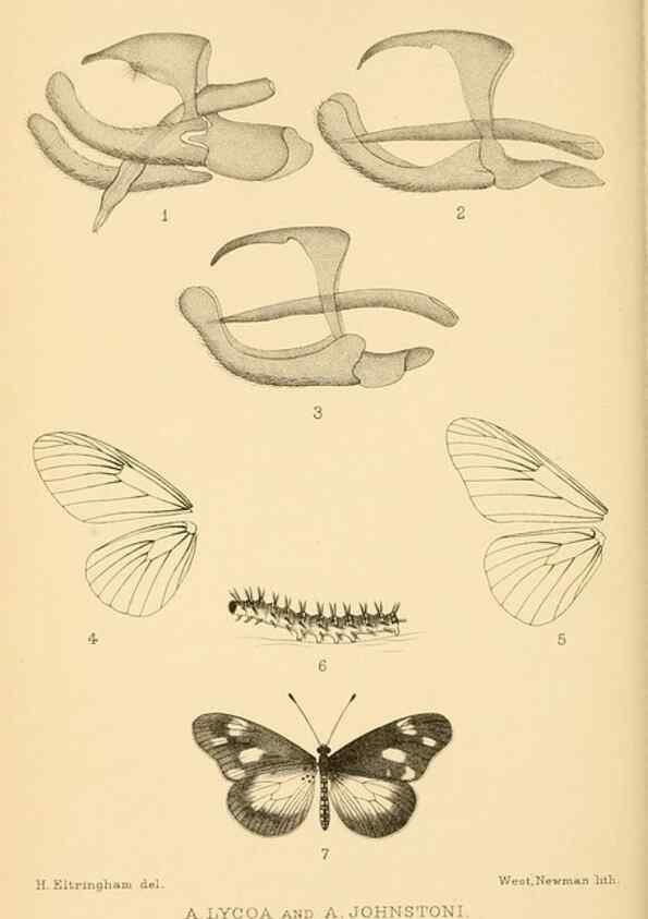 Reproducción/Reproduction 48683920207: Transactions of the Entomological Society of London.. London,The Society.. 