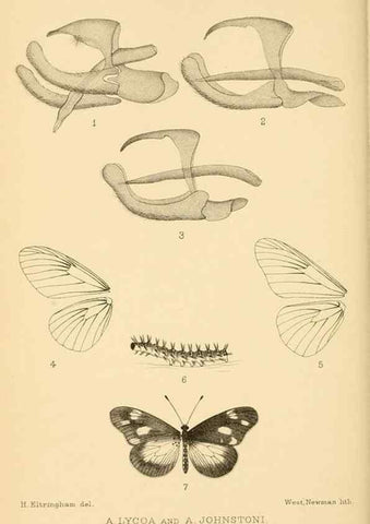 Reproducción/Reproduction 48683920207: Transactions of the Entomological Society of London.. London,The Society.. 