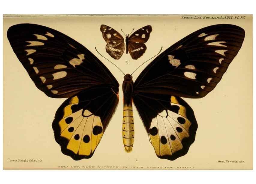 Reproducción/Reproduction 48683920887: Transactions of the Entomological Society of London.. London,The Society.. 
