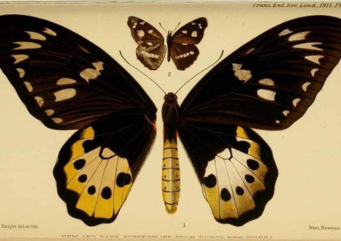 Reproducción/Reproduction 48683920887: Transactions of the Entomological Society of London.. London,The Society.. 