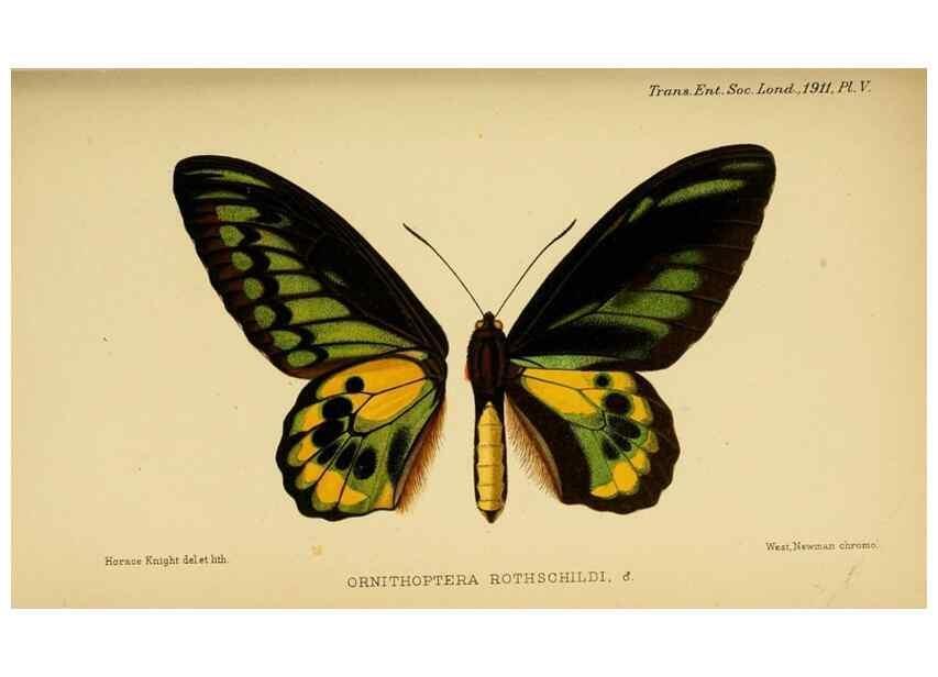 Reproducción/Reproduction 48683921207: Transactions of the Entomological Society of London.. London,The Society.. 