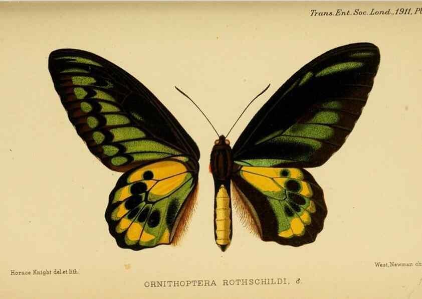 Reproducción/Reproduction 48683921207: Transactions of the Entomological Society of London.. London,The Society.. 