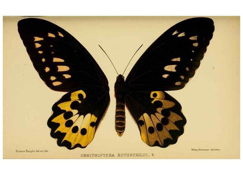 Reproducción/Reproduction 48683409488: Transactions of the Entomological Society of London.. London,The Society.. 