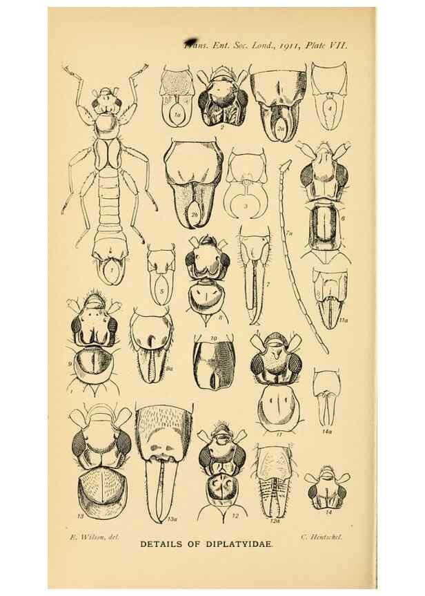 Reproducción/Reproduction 48683922017: Transactions of the Entomological Society of London.. London,The Society.. 