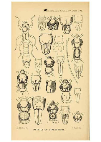 Reproducción/Reproduction 48683922017: Transactions of the Entomological Society of London.. London,The Society.. 