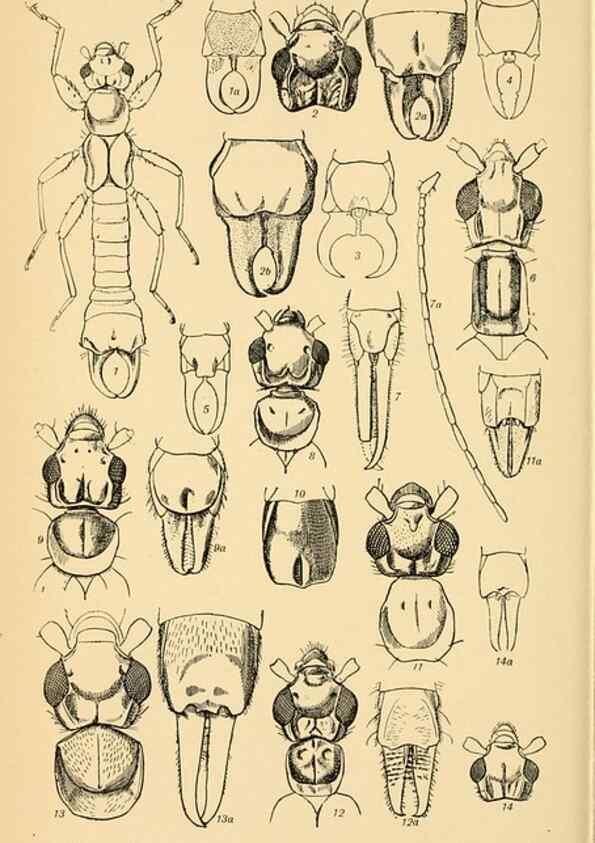 Reproducción/Reproduction 48683922017: Transactions of the Entomological Society of London.. London,The Society.. 