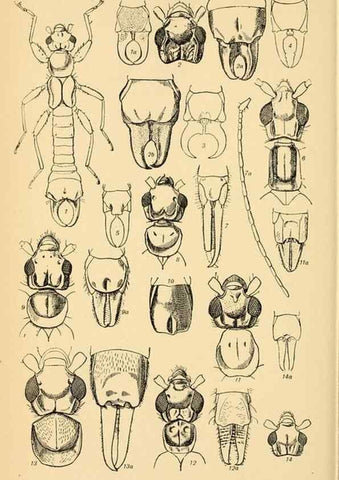 Reproducción/Reproduction 48683922017: Transactions of the Entomological Society of London.. London,The Society.. 