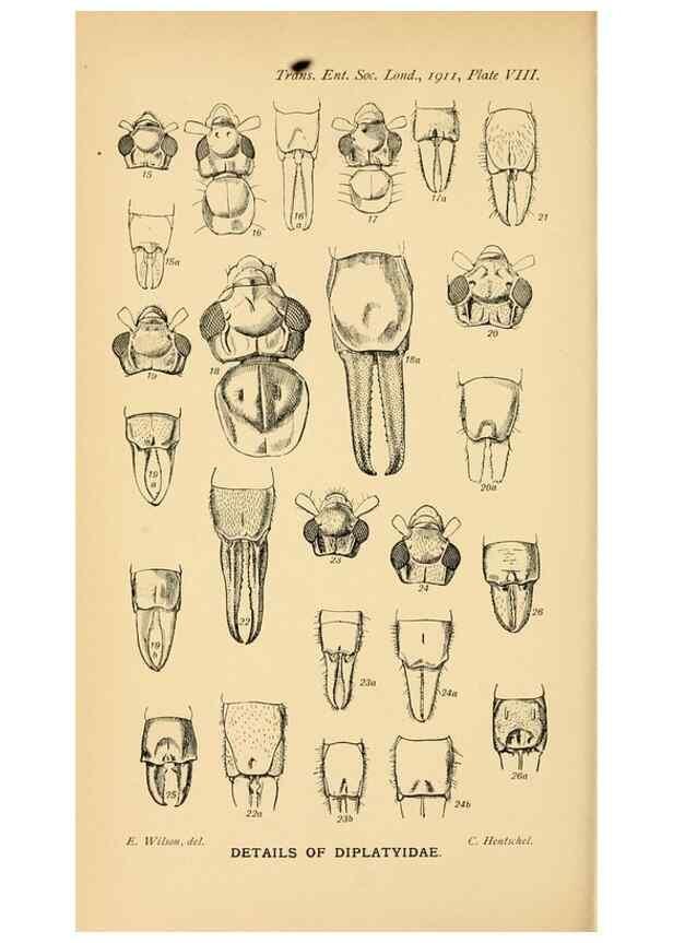 Reproducción/Reproduction 48683748581: Transactions of the Entomological Society of London.. London,The Society.. 