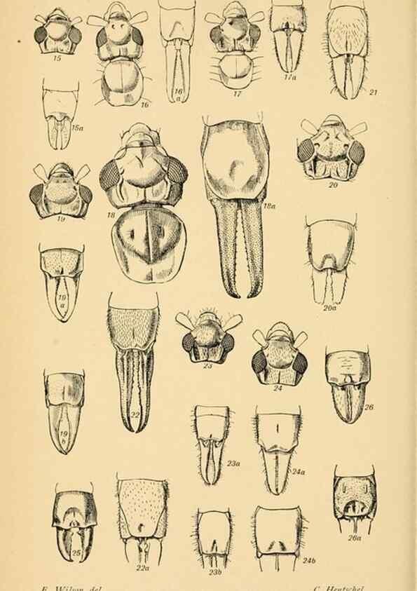 Reproducción/Reproduction 48683748581: Transactions of the Entomological Society of London.. London,The Society.. 