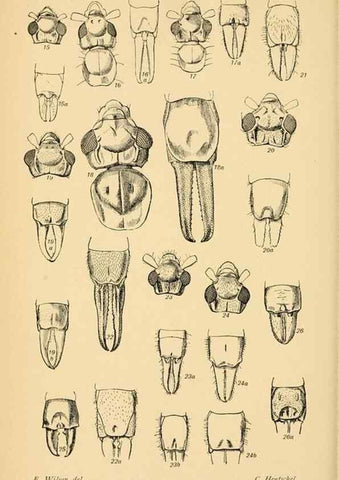 Reproducción/Reproduction 48683748581: Transactions of the Entomological Society of London.. London,The Society.. 