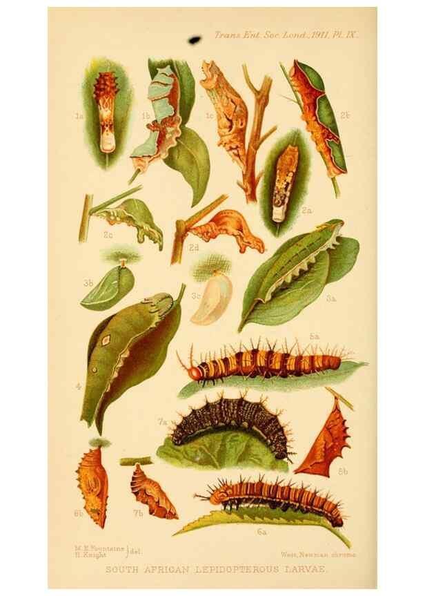 Reproducción/Reproduction 48683410588: Transactions of the Entomological Society of London.. London,The Society.. 
