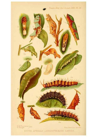 Reproducción/Reproduction 48683410588: Transactions of the Entomological Society of London.. London,The Society.. 
