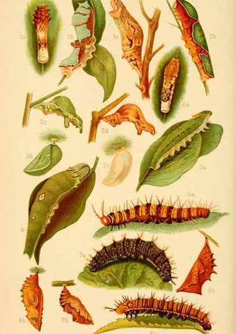 Reproducción/Reproduction 48683410588: Transactions of the Entomological Society of London.. London,The Society.. 