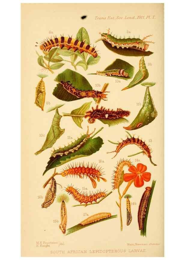 Reproducción/Reproduction 48683749381: Transactions of the Entomological Society of London.. London,The Society.. 