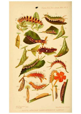 Reproducción/Reproduction 48683749381: Transactions of the Entomological Society of London.. London,The Society.. 